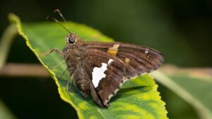 美顔器の効果を証明する臨床データはどこにある？