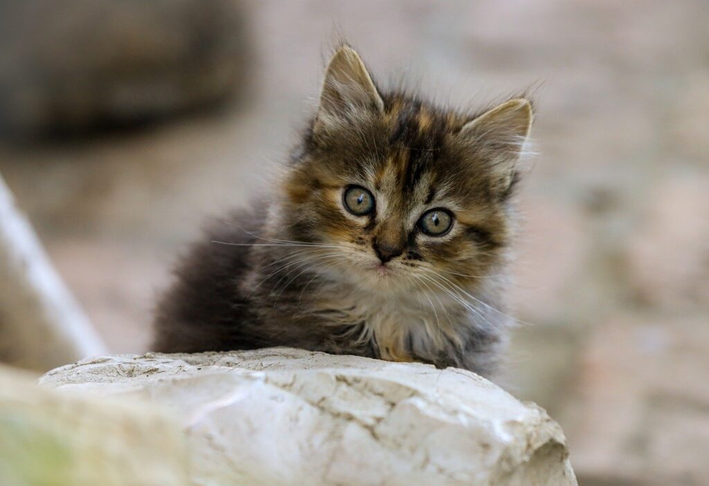 美顔器のヘッド交換に必要なパーツはどこで手に入る？