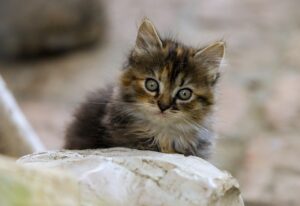 美顔器のヘッド交換に必要なパーツはどこで手に入る？