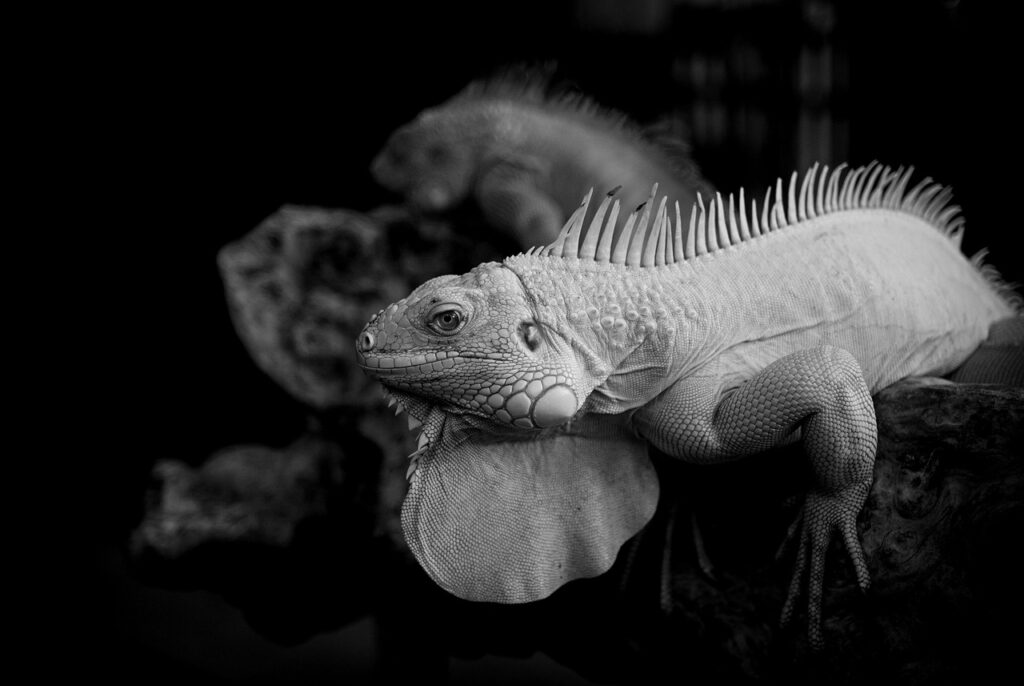 美顔器の下取りでお得に乗り換えできるキャンペーンは？