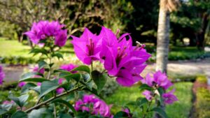 初回限定キャンペーンの特典は何ですか？